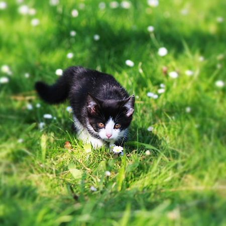 Ferienwohnung Katzheim Schlier Εξωτερικό φωτογραφία